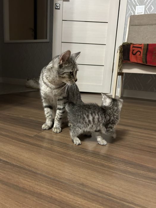 Отдаю шикарных котят и маму кошку