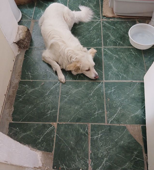 Подарю собачку в добрые руки