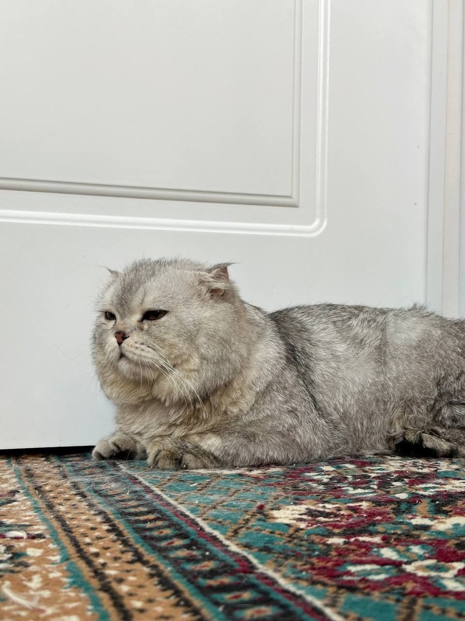 Scottish fold sotiladi.