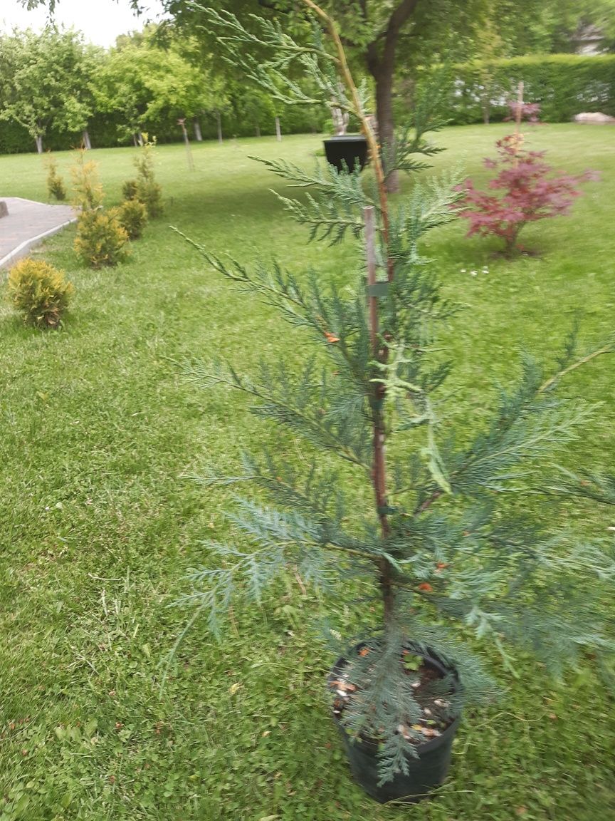 Leylandii  Cupressocyparis 40-130 cm