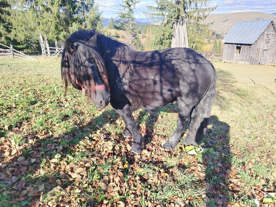 Vând armăsar de 6 ani detalii în privat