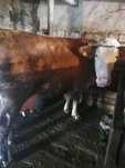 Vaca de vanzare la alegere