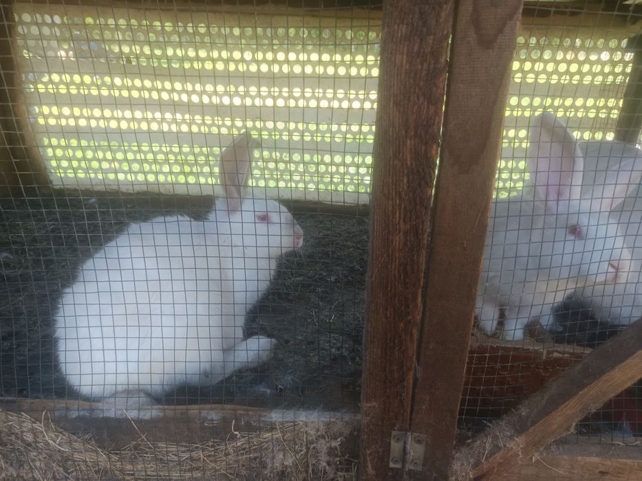 Vând iepuri de casa