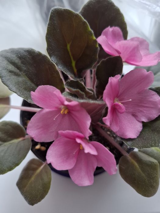 Фиалки,продаю листочки