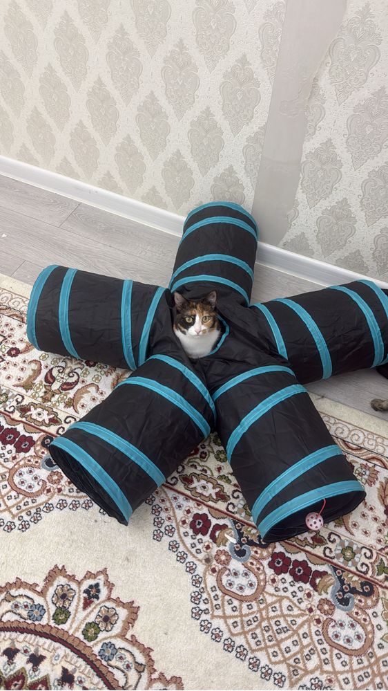 Отдам кошку бесплатно