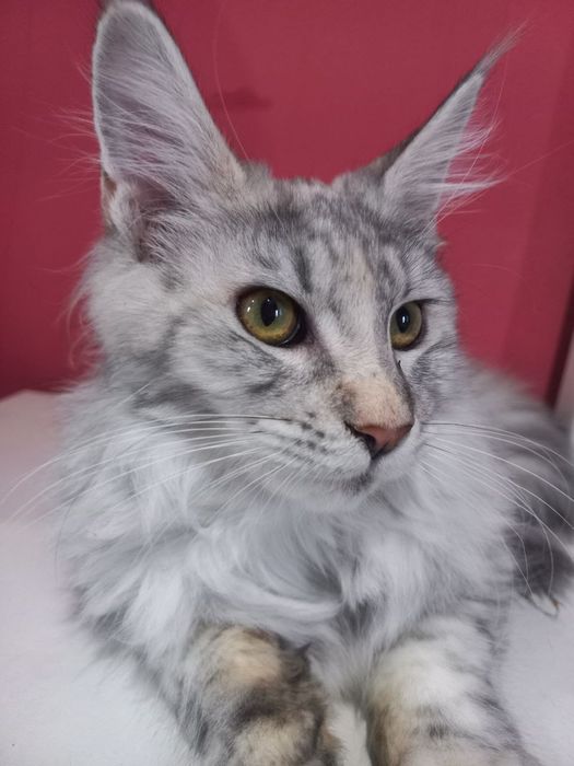 Продается кошка Мейн-кун