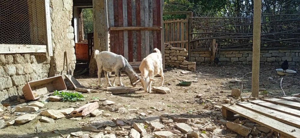 4 кози, 3 женски, 1 мъжки, на възраст от 9 до 18 месеца