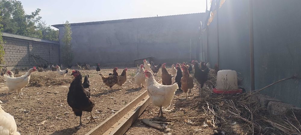 Хонаки товуклар ва хорозлар