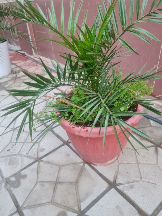 OFIS GULLARI, Офисные цветы