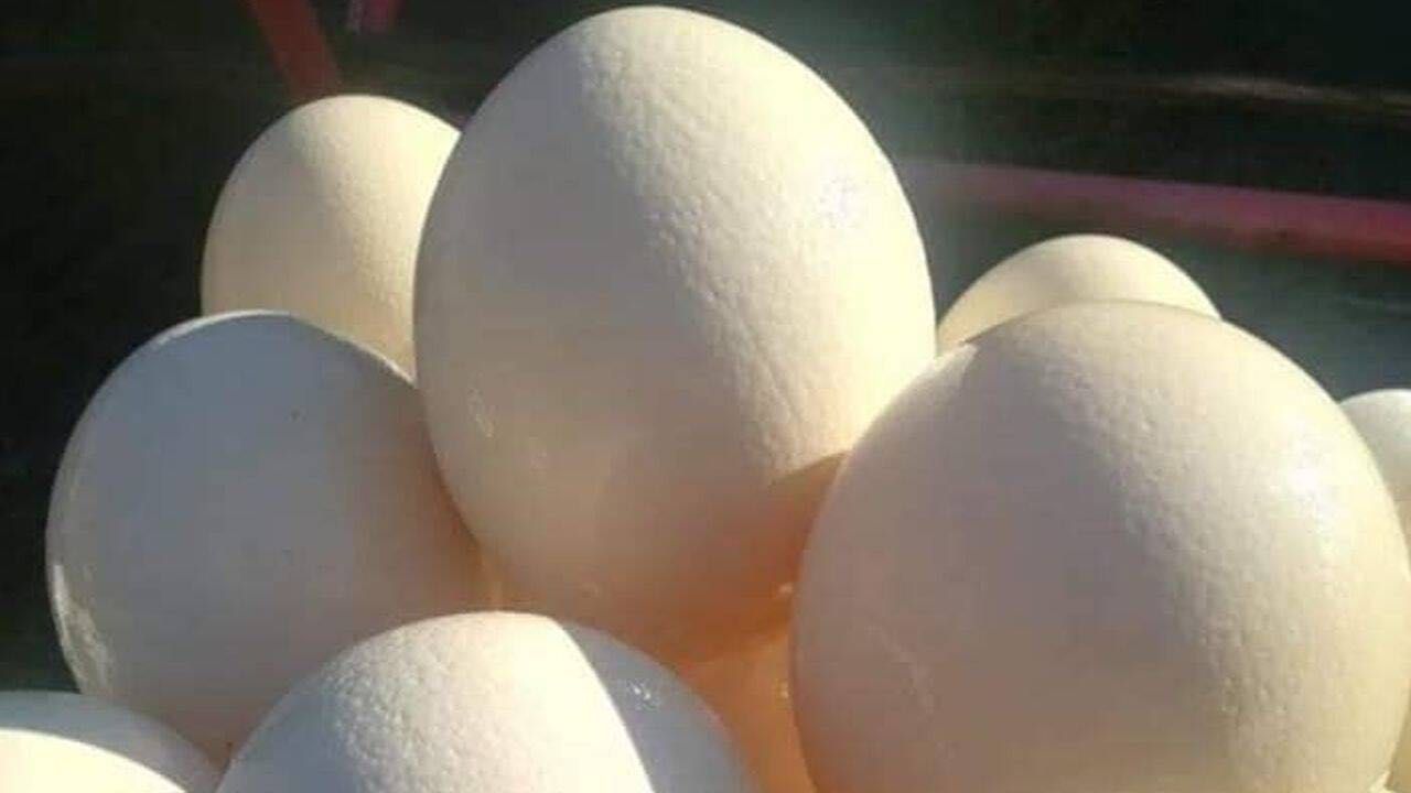 Vindem oua de struti  proaspete de consum si pentru incubat