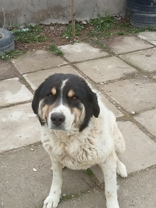 Қазақи Төбет 2 жасар