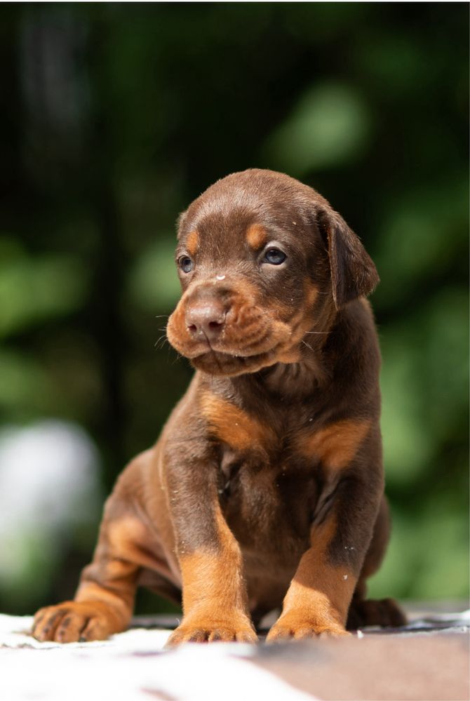 Pui dobermann cu pedigree