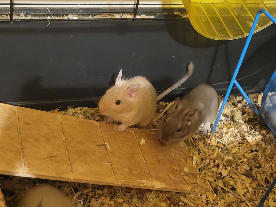 Veverițe Degu adoptie