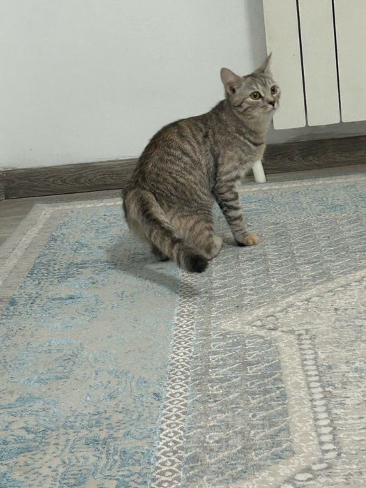 Котенок 9 мес отдадим в дотрые руки