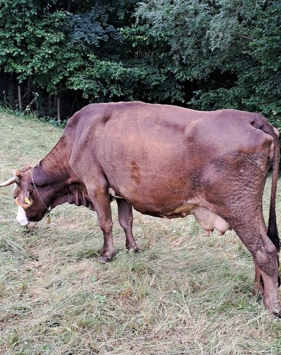 Vând Vaca - Brună de Maramures