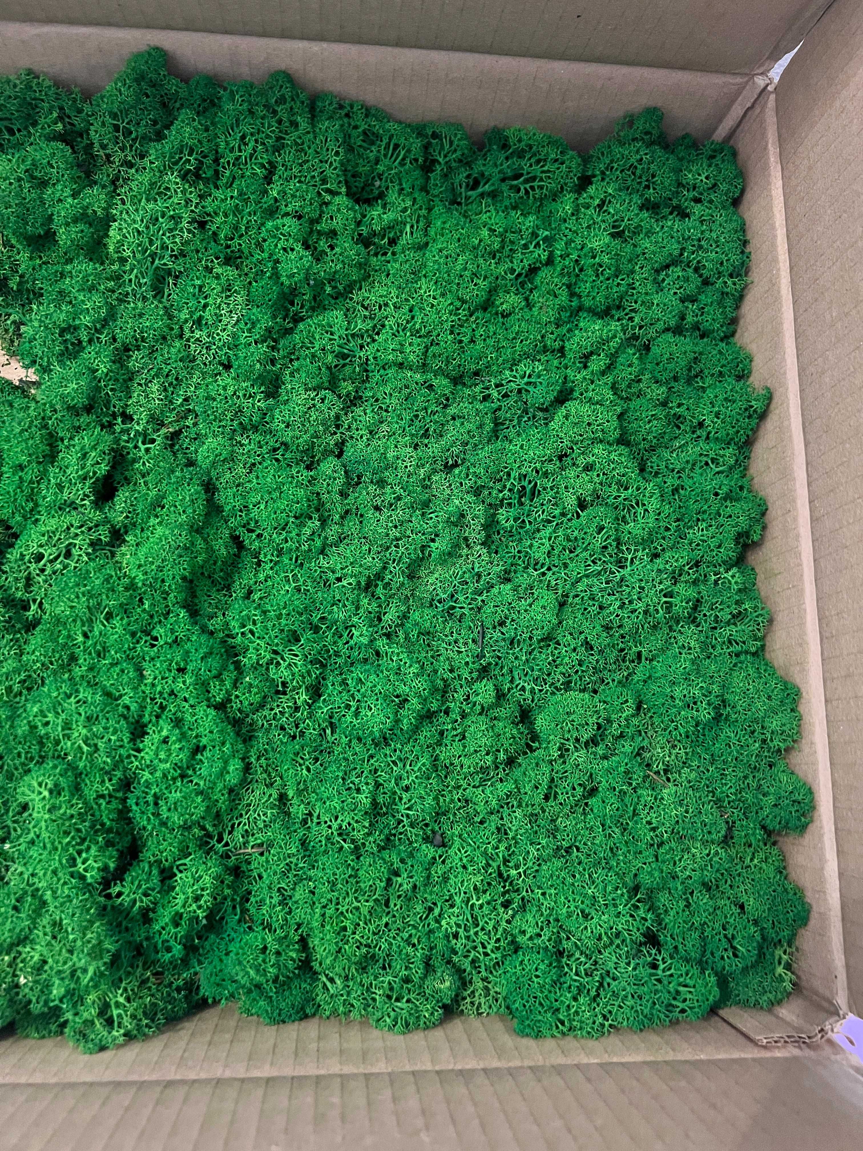 500 gr Licheni naturali stabilizati premium, Canopy, Nature Green
