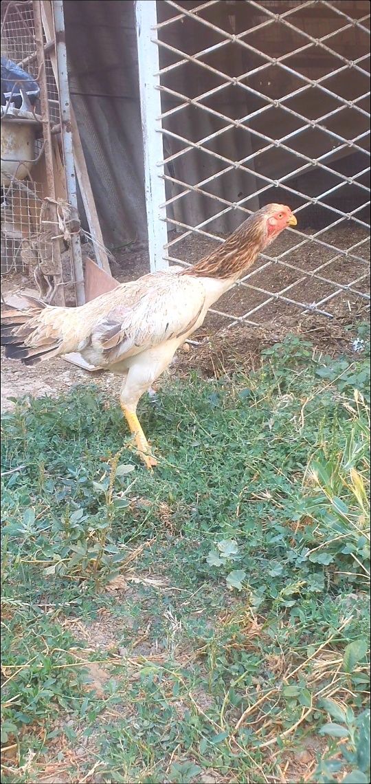 Zalatoska horoz saman tovuq qon toza narsa