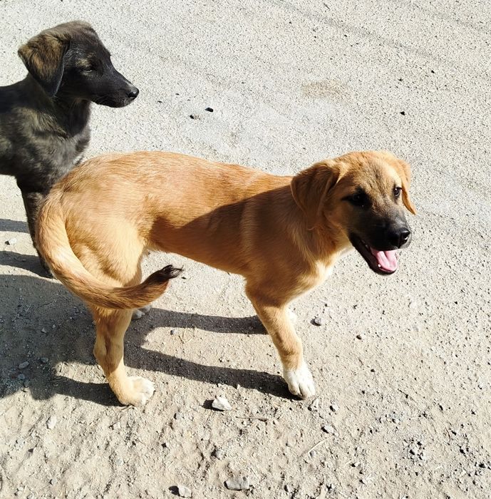 Щенок крупной породы в ответственные руки