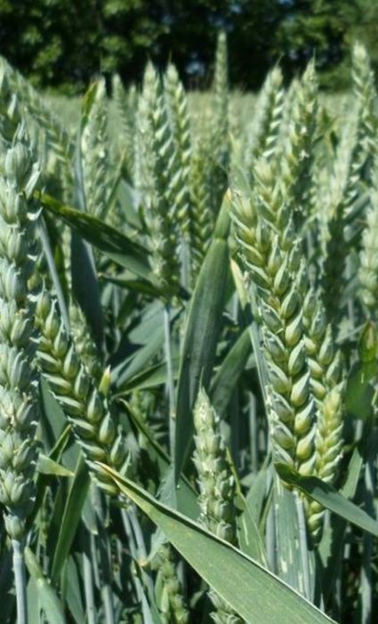 Семена Пшеницы Фокс