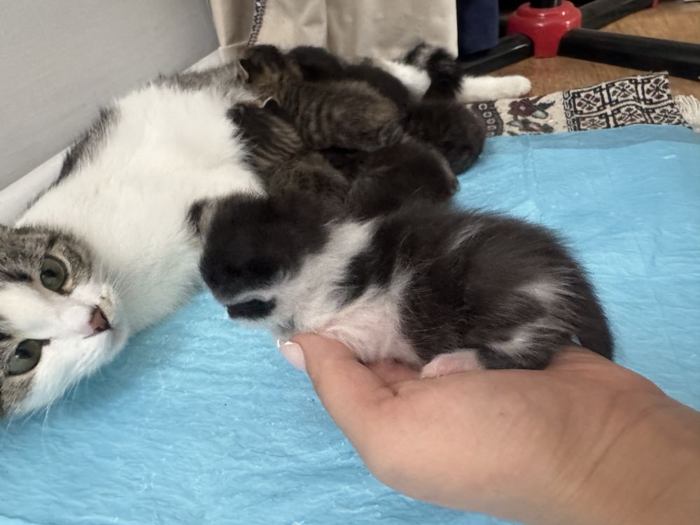 Котенки бесплатные