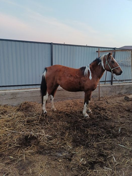 Жылкы сатылады жагдай жаксы
