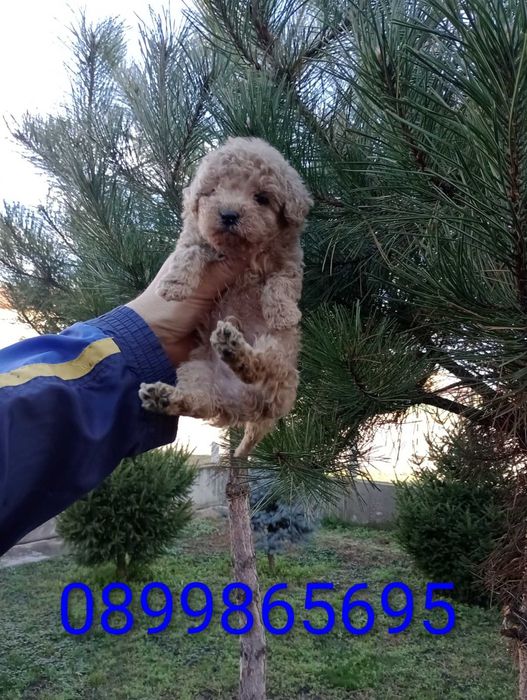 Мъжко Пуделче ...