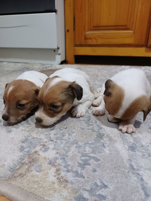 Щенки Джек-рассел-терьер