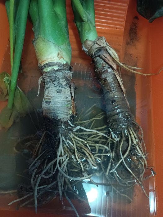 Продам крупную Алоказию!