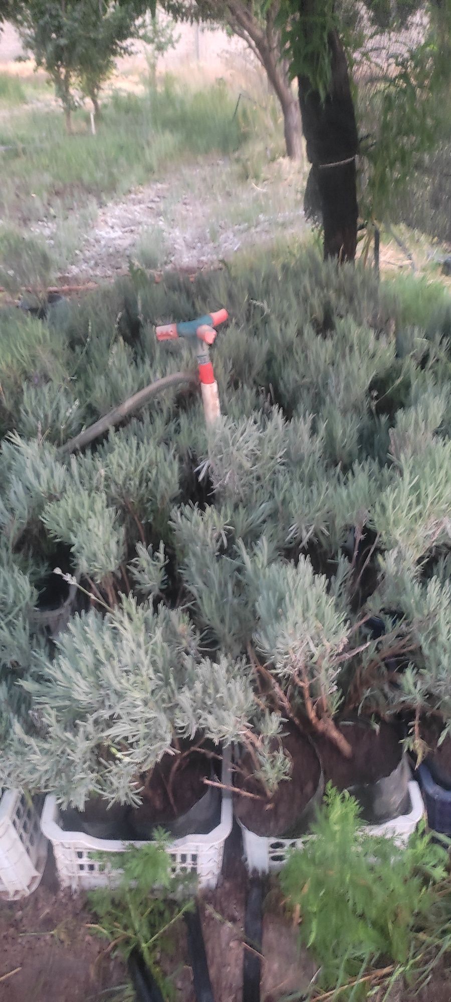 Lavanda angustifolia Лаванда