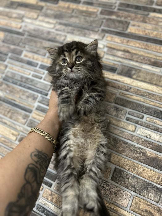 Norvegiana de Padure