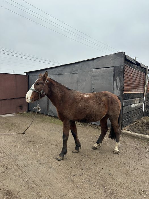 Продам жеребца обученного 5 лет