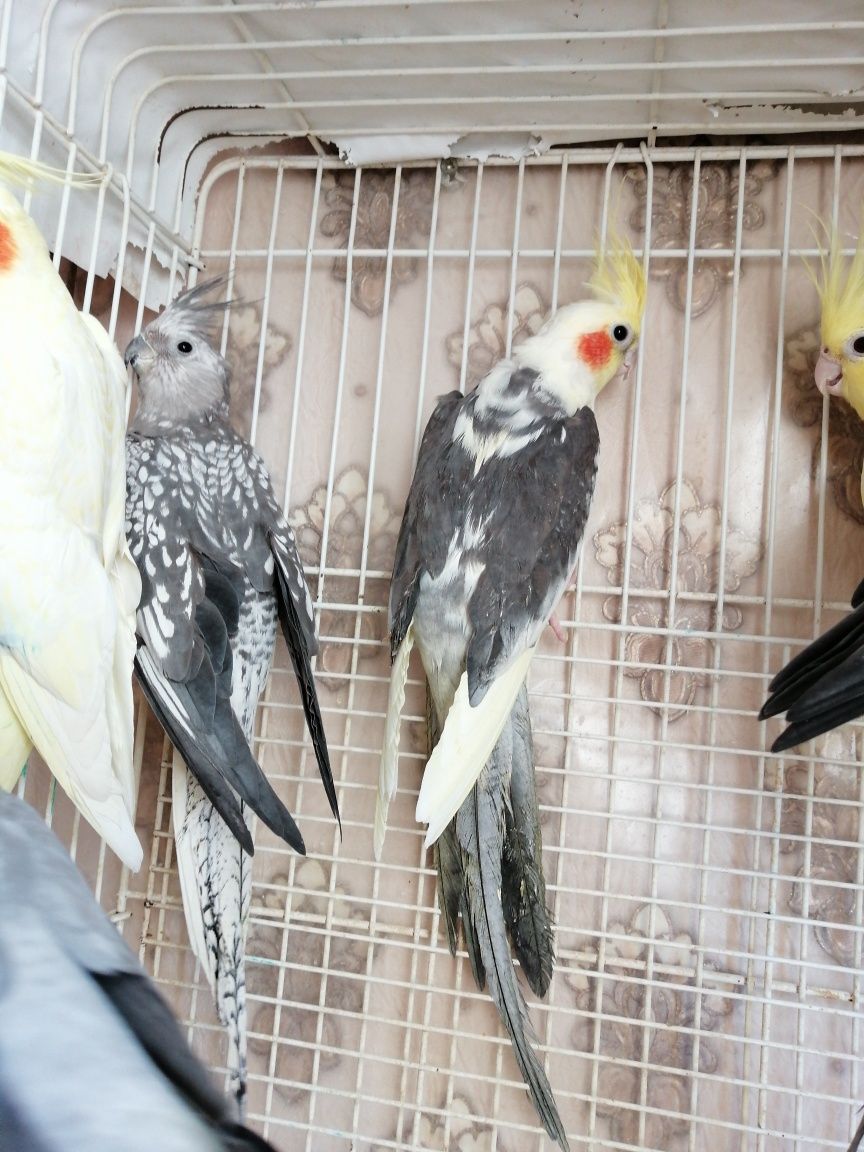 Продам молодых попугайчиков нимфа кореллы выкормыши 2 месяца