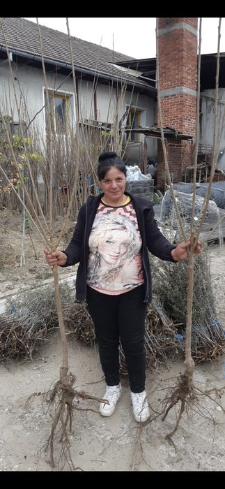 Nuci Chandler Aluni de soi.Ciresi/Gisella Prun.Nectarin.Piersic.Aronia