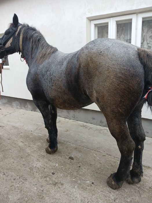 De vânzare iapă de 3 ani