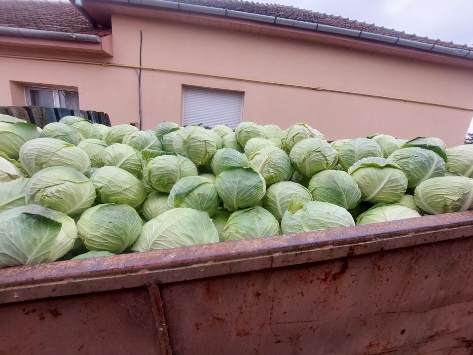 Varza plata pentru murat