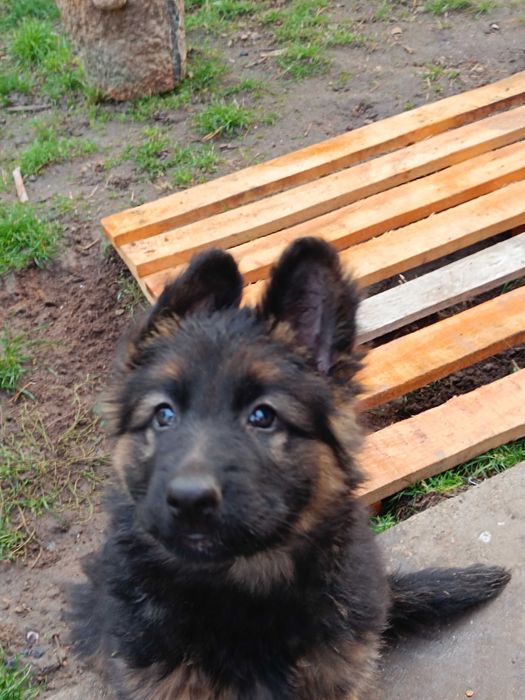 Немски овчарки дългокосмести