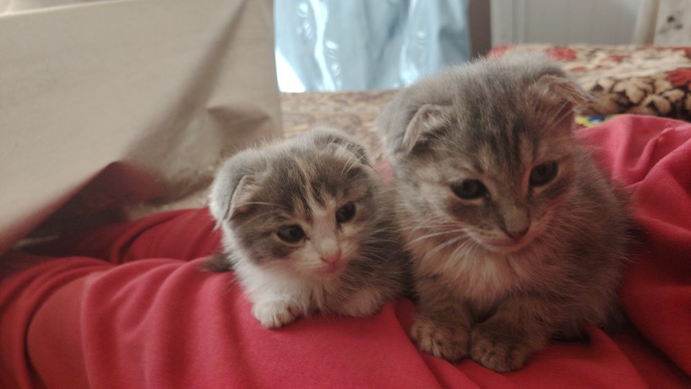 mushuk 2 yarm oyli Scottish Fold