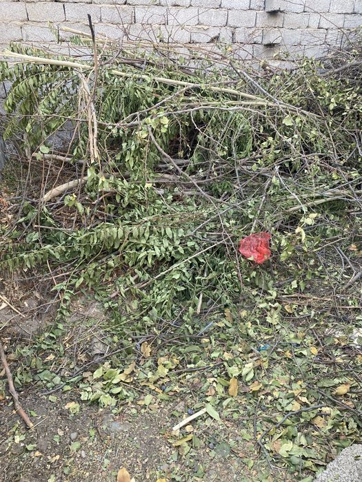 Дрова бесплатно