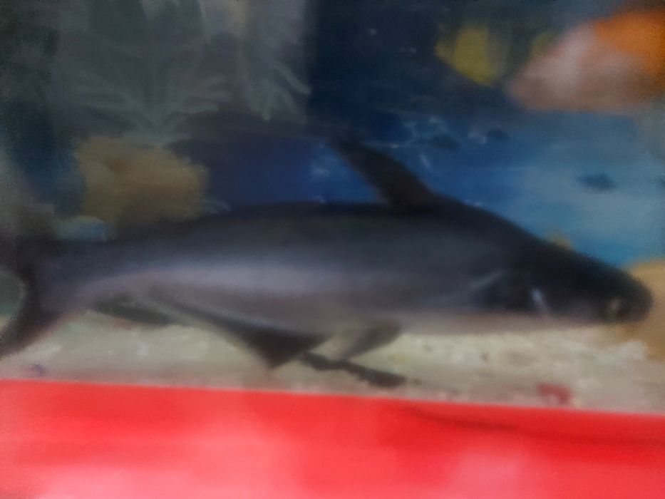 Акула мирный соглом