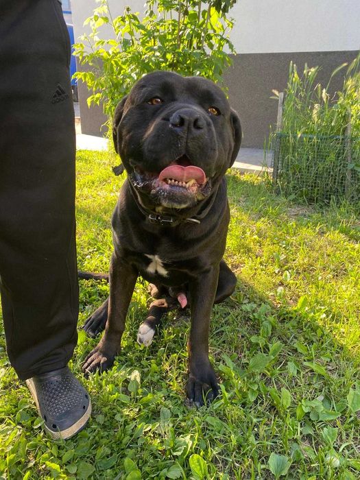 Donez Cane Corso Metis