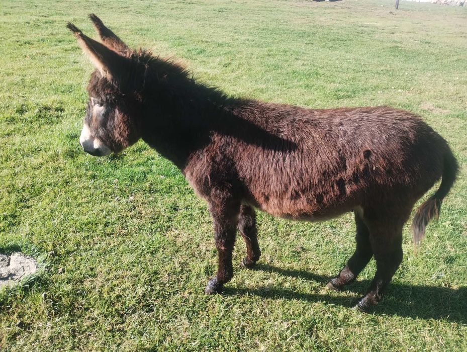 Măgar 1 an de vânzare