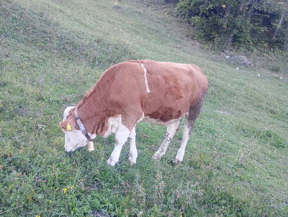 Vând junincă de un an jumate gestanta detalii la telefon