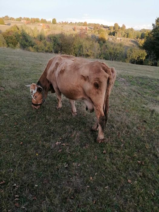 Vaca de vânzare bălțată românească