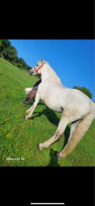 Vând iapă cu mânz