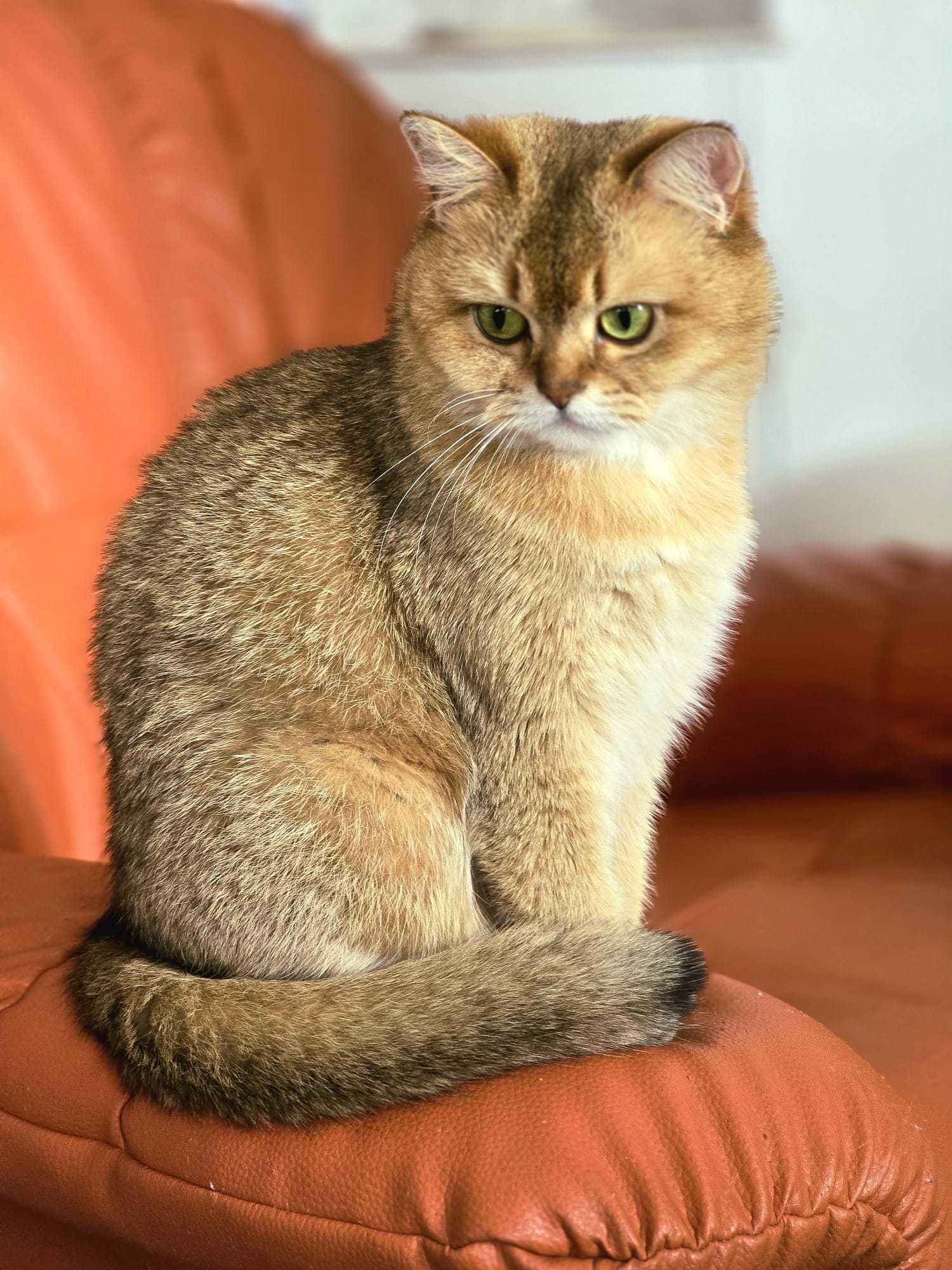 Pisica scottish straight cu pedigree