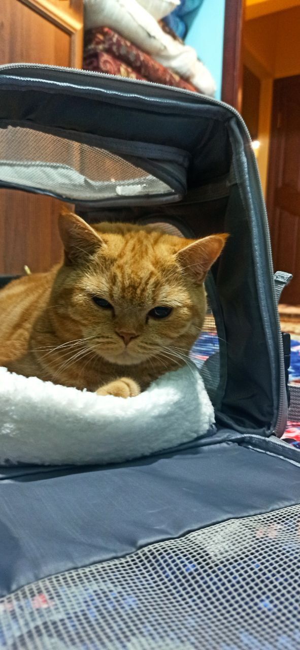 Ищем кошку. Вязка