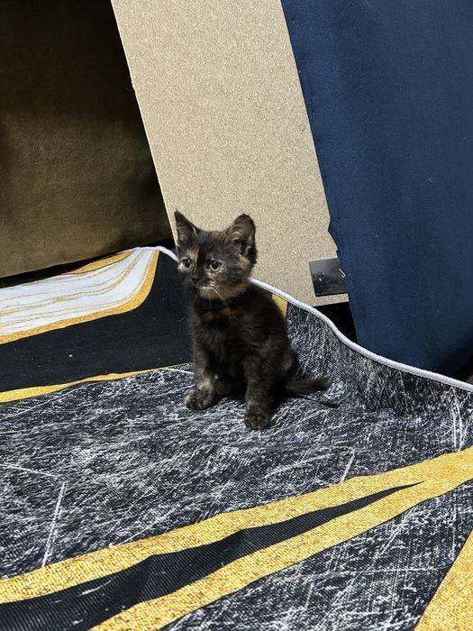 Отдам котенка-девочку