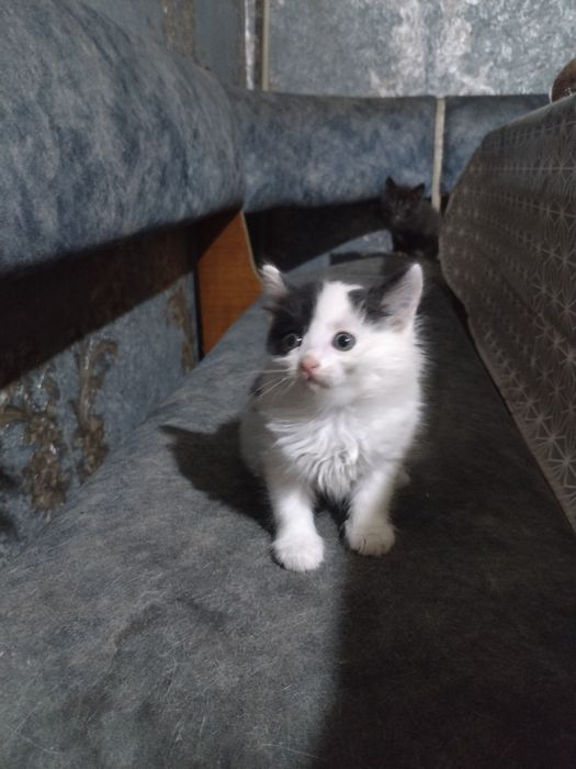 Отдам котят в хорошие руки