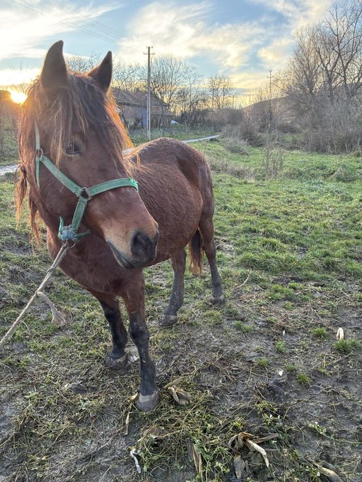 Vand iapa de 7 ani gestanta