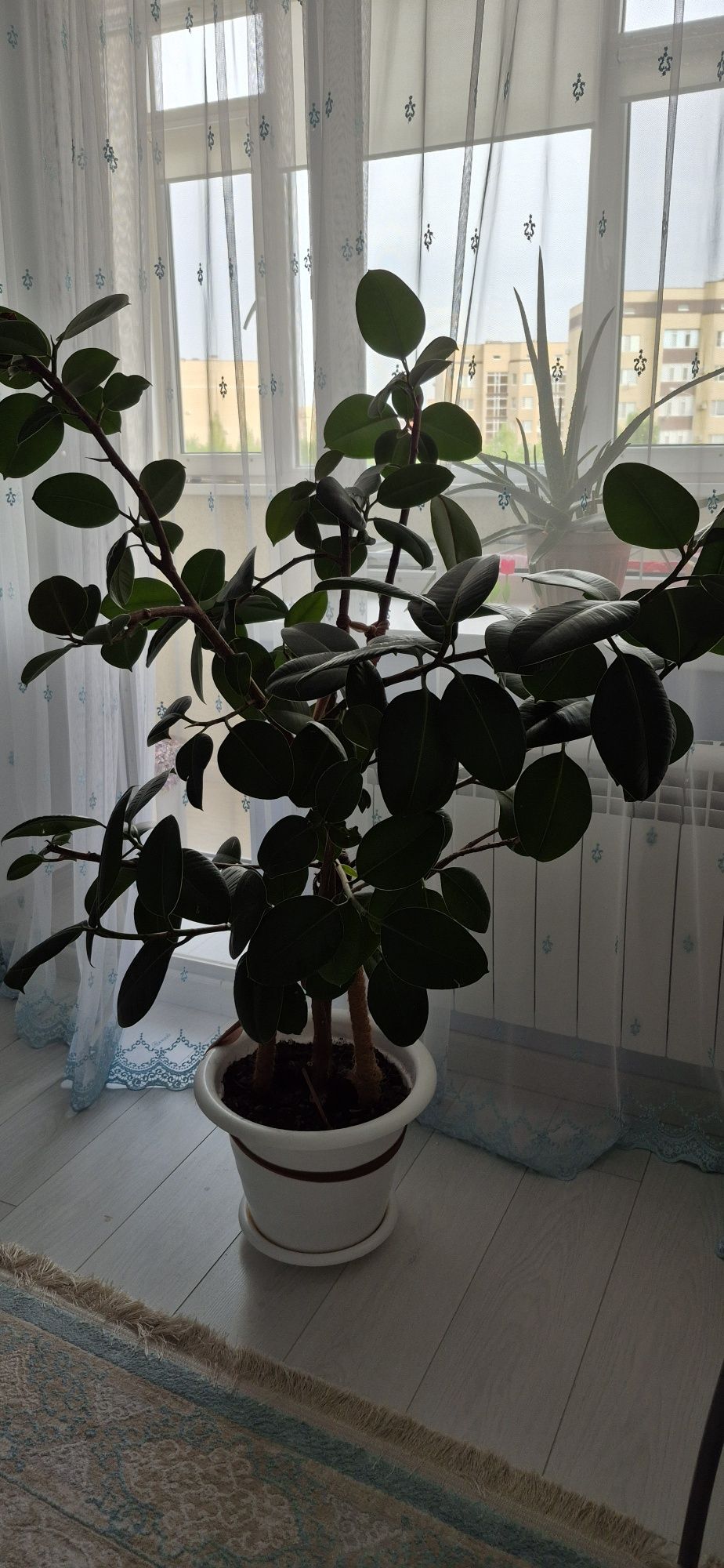 Фикус, более 8лет.